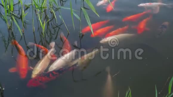 鲤鱼红的有色品种视频的预览图