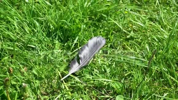 鸟的黑色羽毛躺在草地上视频的预览图