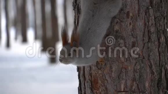 松鼠穿过冬林松鼠是人的朋友吃坚果视频的预览图