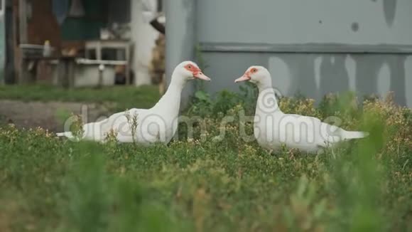 两只红眼睛的白鸭子站在草地上互相看着视频的预览图