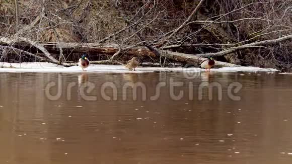 春天在河上浮冰上的鸭子视频的预览图
