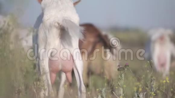 特写羊乳充满牛奶山羊在野外的牧场放牧视频的预览图