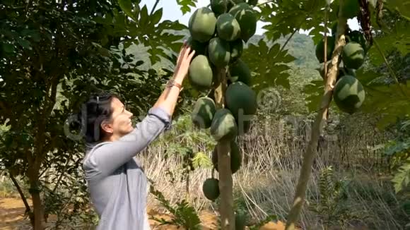 一个女人在花园里摸着绿色的大木瓜视频的预览图