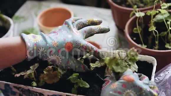 戴园艺手套的女孩种花快关门爱护天竺葵花视频的预览图
