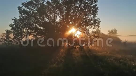 秋天的风景秋天的风景早晨的太阳在浓雾中视频的预览图