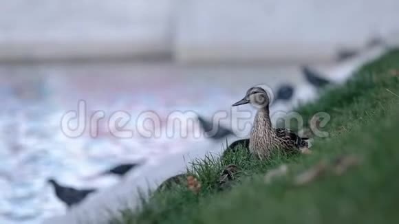 鸭在湖上绿草上缓慢移动视频的预览图