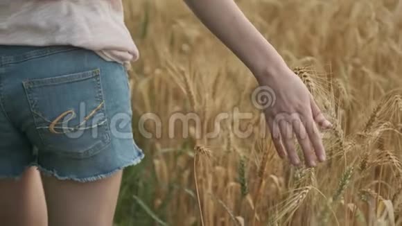 手扶女孩近距离触摸田间小麦黄穗黄金时间视频的预览图
