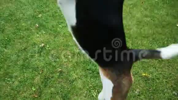 波夫镜头快乐的比格狗跳在镜头上玩木棍在晚上散步狗训练视频的预览图