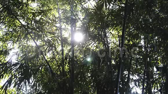 竹树的雷视频的预览图