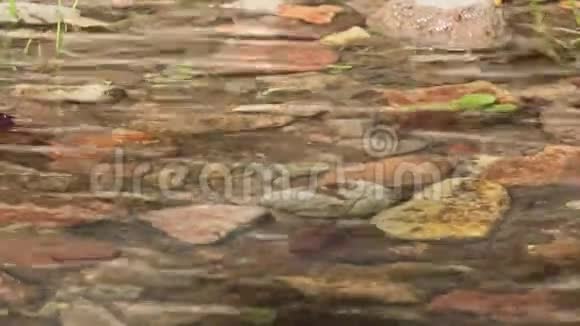 在小溪中可以看到淹没的岩石视频的预览图
