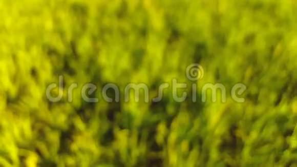 由于强风在农民的稻田里打谷视频的预览图