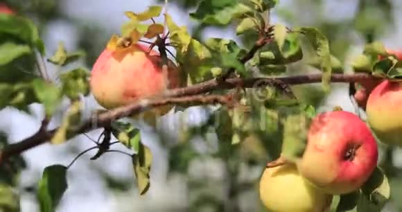 雌性手从树上取出成熟的苹果果实秋收视频的预览图