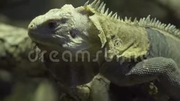 绿色鬣蜥的特写热带蜥蜴视频的预览图