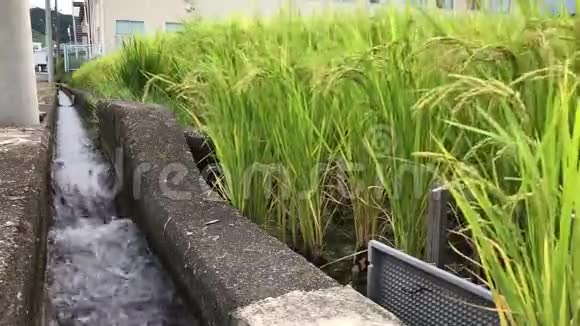 灌溉渠道和稻田视频的预览图