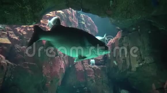 在热带海洋中水下的大型石斑鱼视频的预览图
