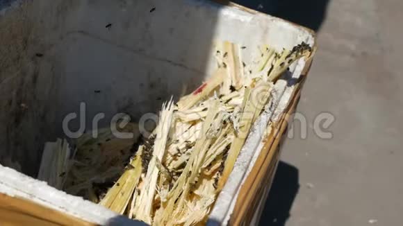 许多蜜蜂在榨糖蔗汁后在废物箱里飞来飞去4k视频的预览图