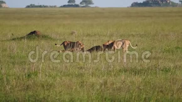 在非洲热带稀树草原野生动物保护区狮子吃猎物的骄傲视频的预览图