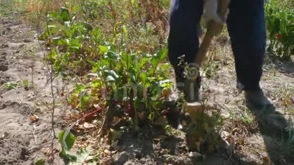 女农夫挖甜菜在他的田地上收割视频的预览图