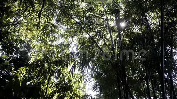 竹树的雷视频的预览图