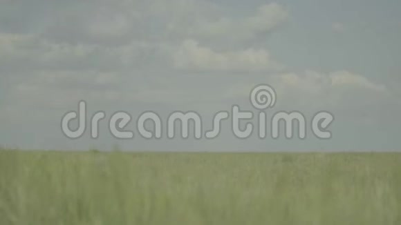 带草的田野时光流逝视频的预览图