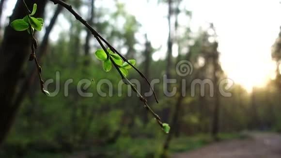春天树枝上的小蜘蛛视频的预览图