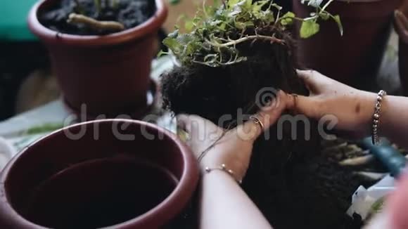 女孩洒在一盒花里把地面放平快关门植物护理视频的预览图