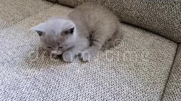 一只小猫躺在沙发上有趣的塔比凯蒂视频的预览图