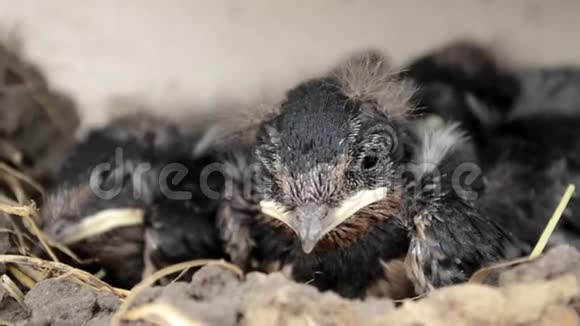 孩子们坐在巢里吞咽在巢里等待喂食的小燕子视频的预览图