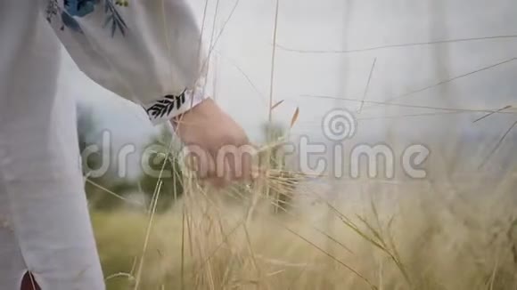 一个穿着绣花袖子在田野上摘草的年轻女子的特写双手美丽的风景视频的预览图