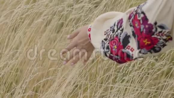 一个穿着绣花袖子在田野上摘草的年轻女子的特写双手美丽的风景视频的预览图