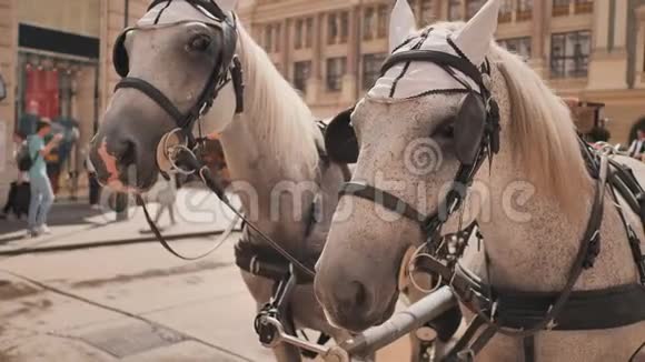 奥地利维也纳2018年8月13日奥地利维也纳霍夫堡宫的马驱车视频的预览图