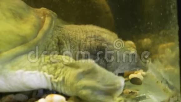 一只老中国软壳龟在动物园水族馆吃关门视频的预览图