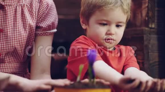 快乐的金发男孩帮助在父母家种幼苗种花春花在家穿红色衣服的孩子家庭日视频的预览图