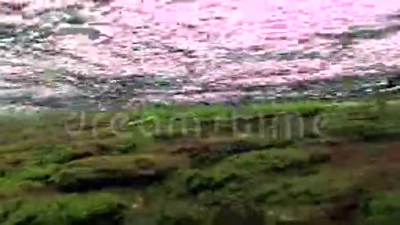 红藻和绿藻在湍流中水流向浅视频的预览图