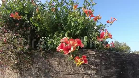 福葡萄牙2019年7月22日关闭粉红色的花粉红色的小花开花灌木视频的预览图