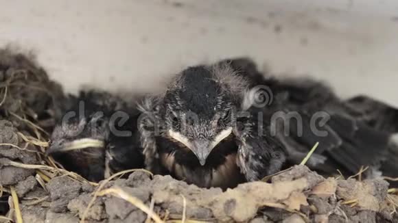 孩子们坐在巢里吞咽在巢里等待喂食的小燕子视频的预览图