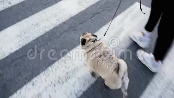 狗骑斑马过马路女孩用皮带遛狗视频的预览图