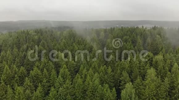 秋天的薄雾从森林中的绿针叶树丛中散发出来视频的预览图