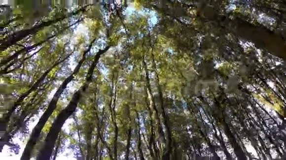 时光流逝的树视频的预览图