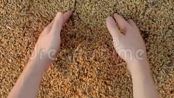 丰收后农夫的手在黄麻袋里摸和筛麦粒农业概念特写4k视频的预览图