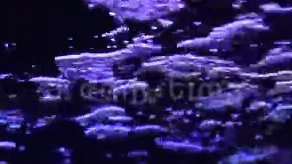 水泡抽象背景生活在水族馆紫色脉动视频的预览图