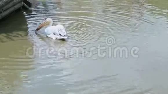 浅水湖野生白鹈鹕钓鱼全景图视频的预览图