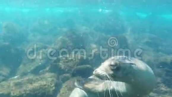 在厄瓜多尔加拉帕戈斯群岛的南普拉扎斯游泳的海底狮子射击视频的预览图