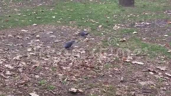 鸽子在找食物4k录像视频的预览图