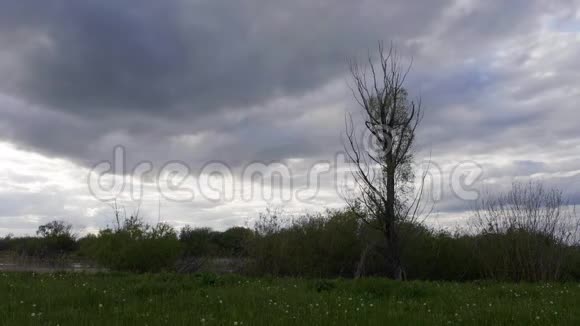 孤独的枯木枯枝绿野无人重天视频的预览图