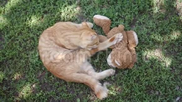 橙色生姜苏格兰折叠猫舔草拥抱他最喜欢的泰迪熊视频的预览图
