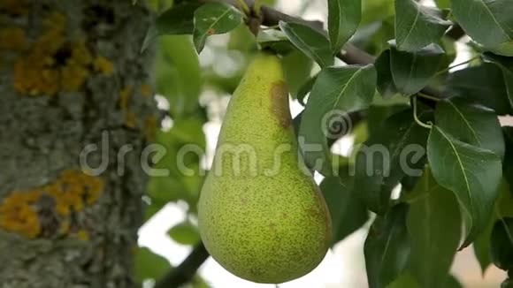 果园树枝上的梨视频的预览图