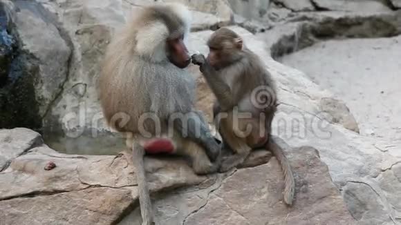 猴子石头上的猿视频的预览图
