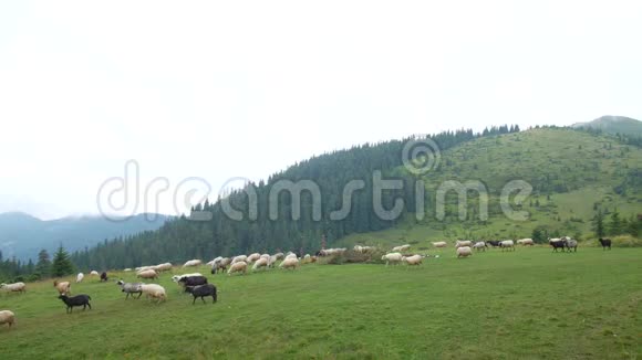 一群羊在山上的平原上视频的预览图