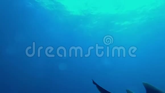 伯利兹圣佩德罗埃斯梅拉达珊瑚礁鲨鱼护士视频的预览图